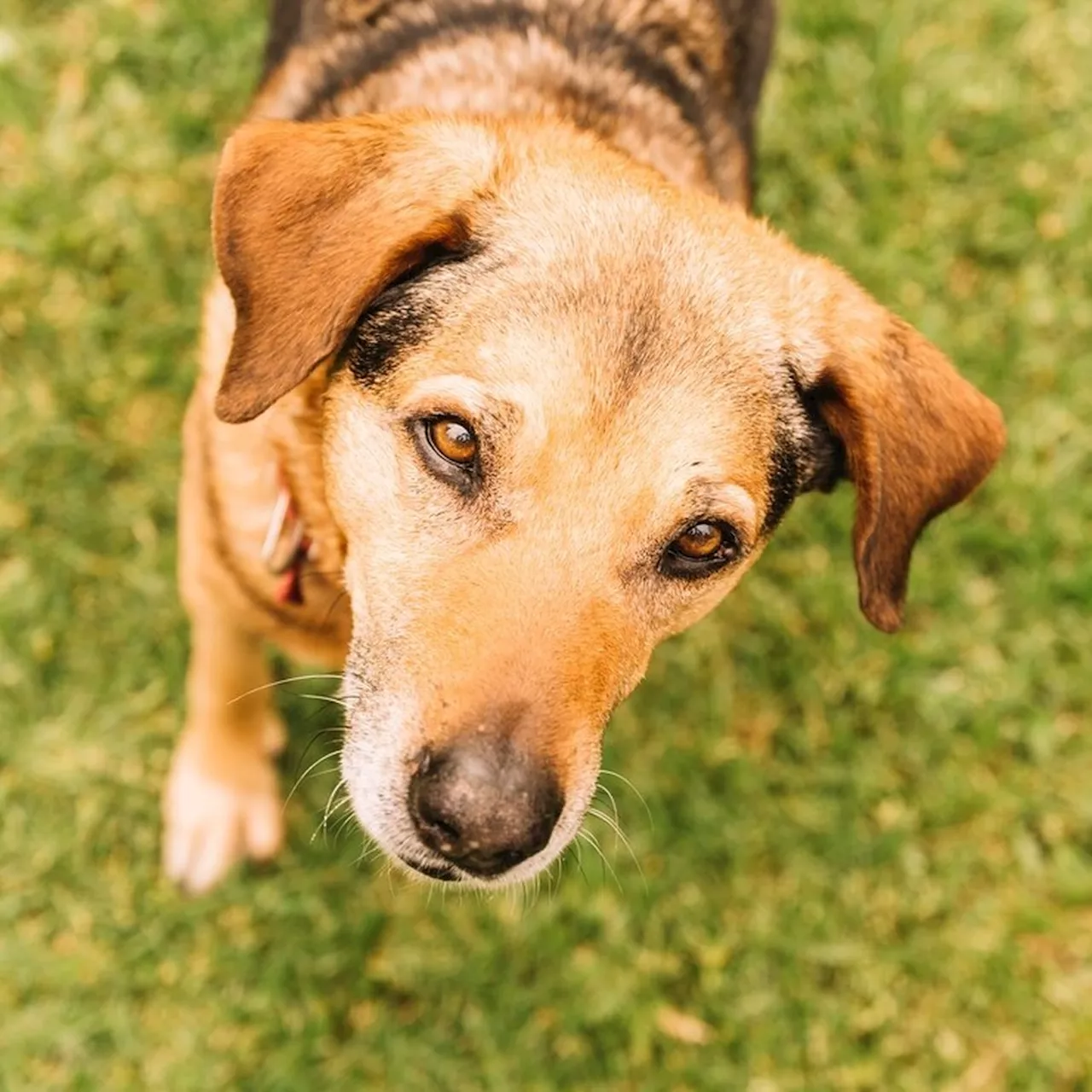 No Dia do Vira-Lata, confira nove situações em que o cão caramelo viralizou na web