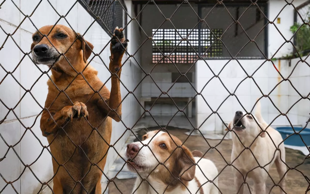 Dia Nacional do Vira-lata: data reforça importância do combate ao abandono