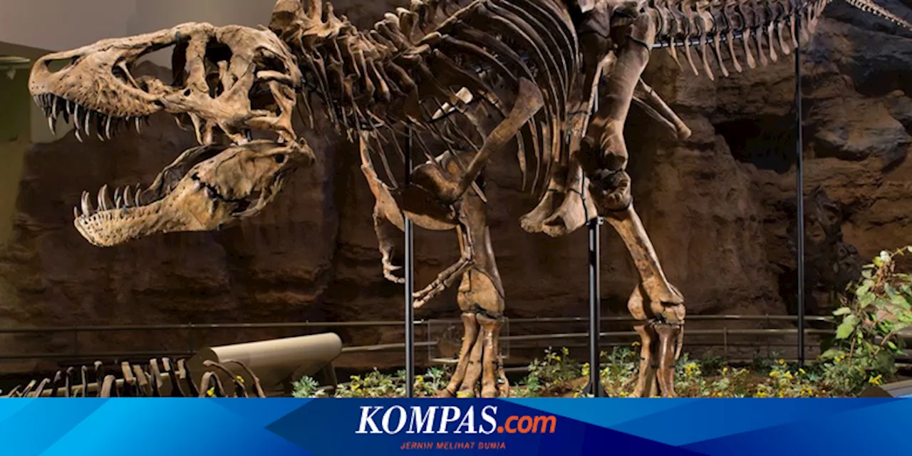 Ukuran T-rex Lebih Besar dari Perkiraan Sebelumnya, Studi Baru Ungkap