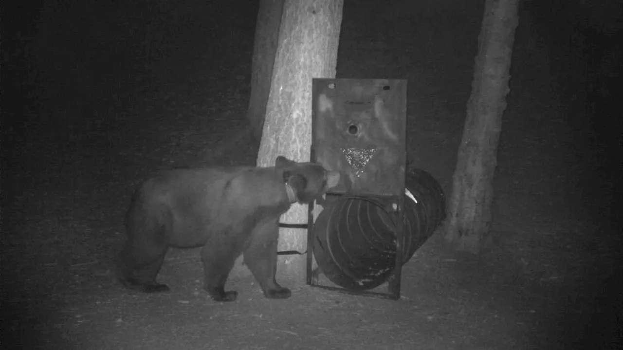 Black bear exploring multiple campgrounds killed in American Fork Canyon