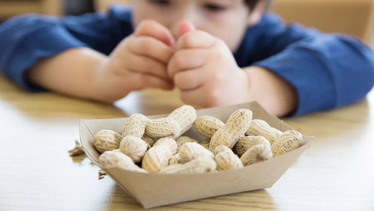 L'Australie lance un traitement de référence contre l'allergie aux arachides chez les bébés