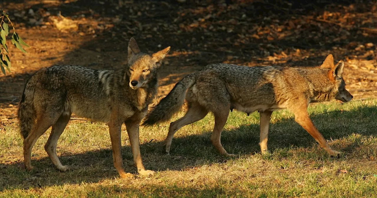 Moved to longform: Why we villainize coyotes, and more things you need to know about them