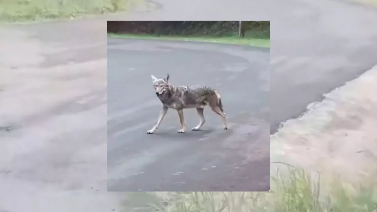 Avistan de nuevo a coyote en el Cerro de la Galaxia, en Xalapa