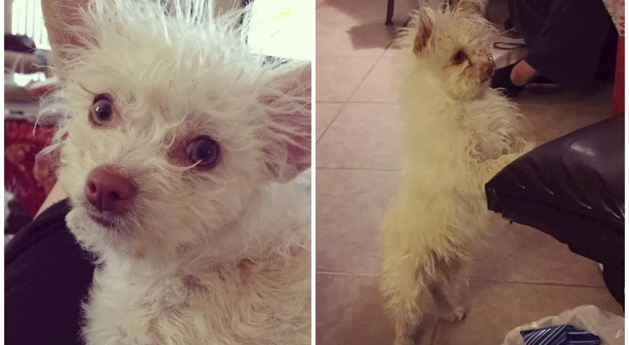 Gizmo, il cane ritrovato 9 anni dopo il suo smarrimento: «Quando l'ho guardato negli occhi ho capito subito ch