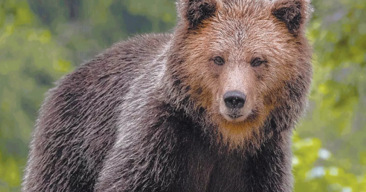 Orsa uccisa in Trentino: rischi per i residenti e i turisti, chi contesta non ci vive