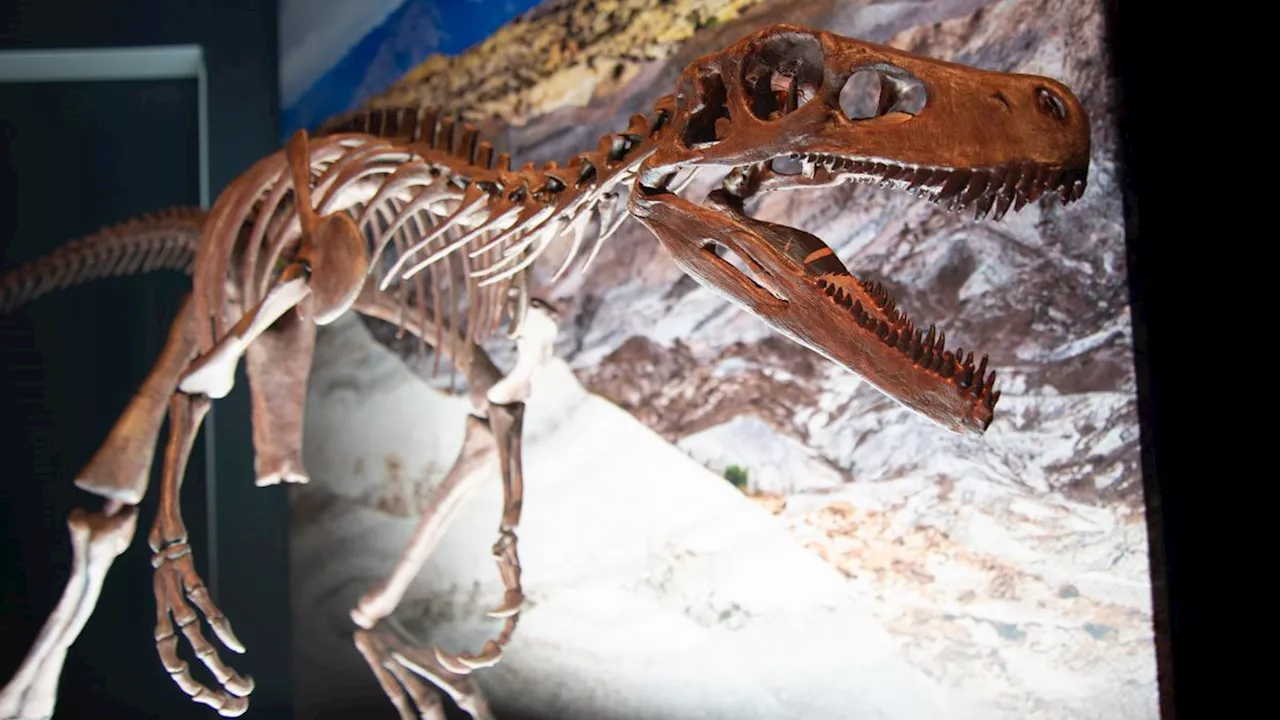 Heavy rains expose one of the oldest dinosaur skeletons ever discovered, researchers claim