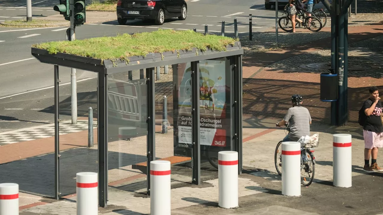 Diese Stadtluzerner Bushaltestelle erhält als erste ein begrüntes Dach