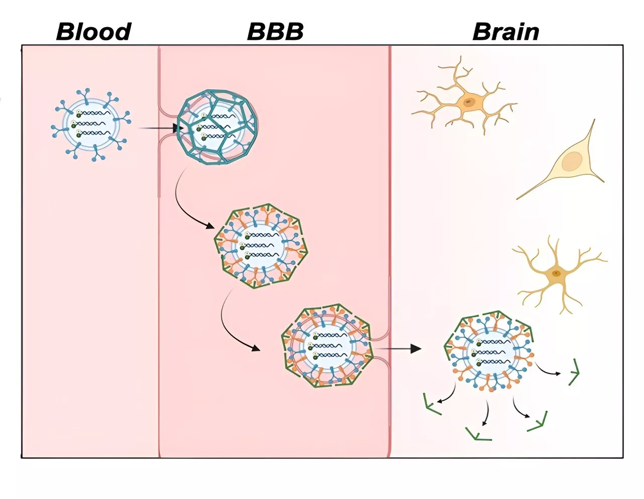 Improving Alzheimer's disease imaging, with fluorescent sensors