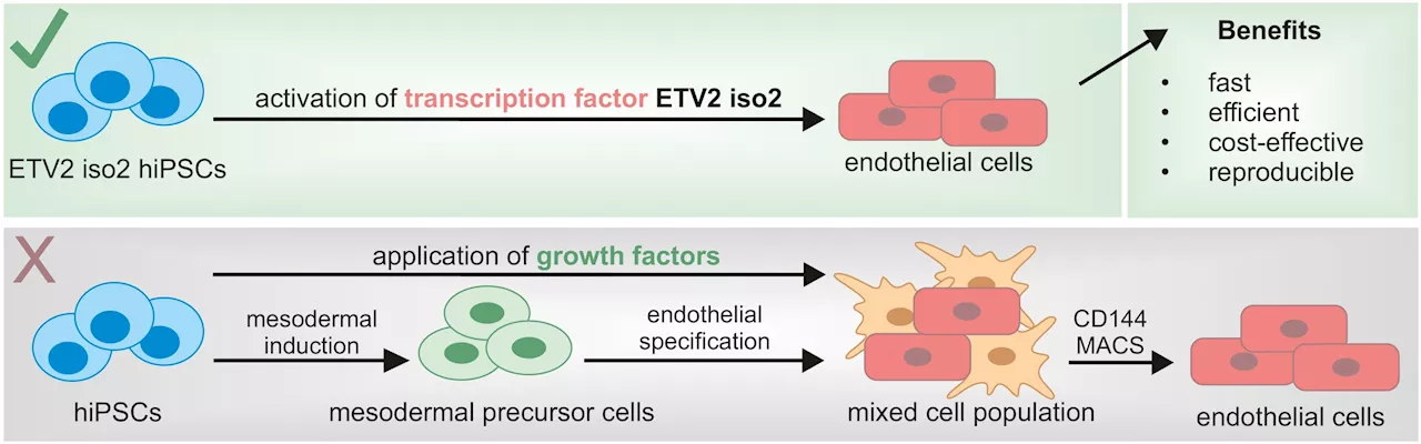 Researchers establish efficient, cost-effective method for generating endothelial cells from stem cells