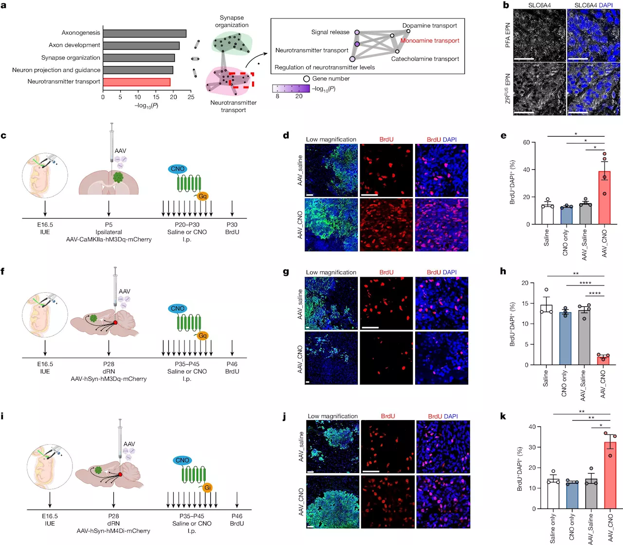 Serotonin-producing neurons regulate malignancy in ependymoma brain tumors