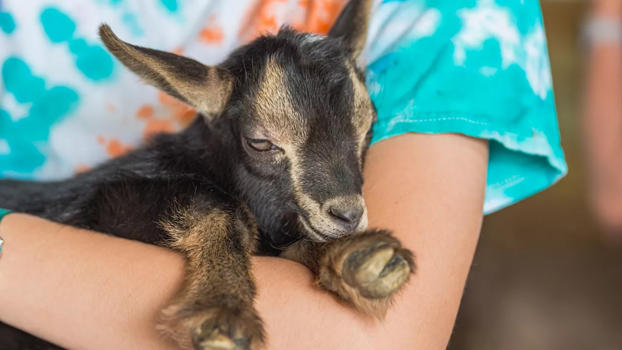 Ventura County Fair is ‘Fair-ever Young' on its 150th anniversary