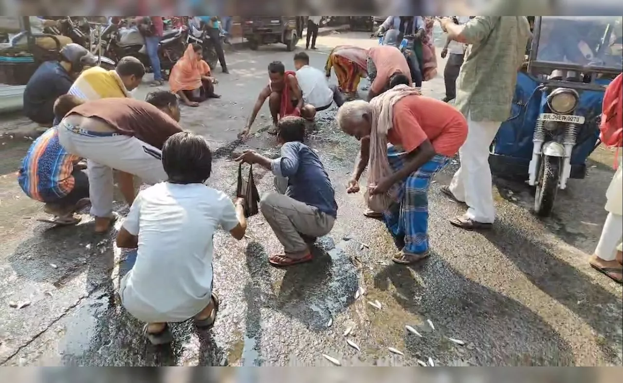 तालाब से नहीं सड़क पर हो रही मछलियों की लूट, आखिर माजरा क्या है?