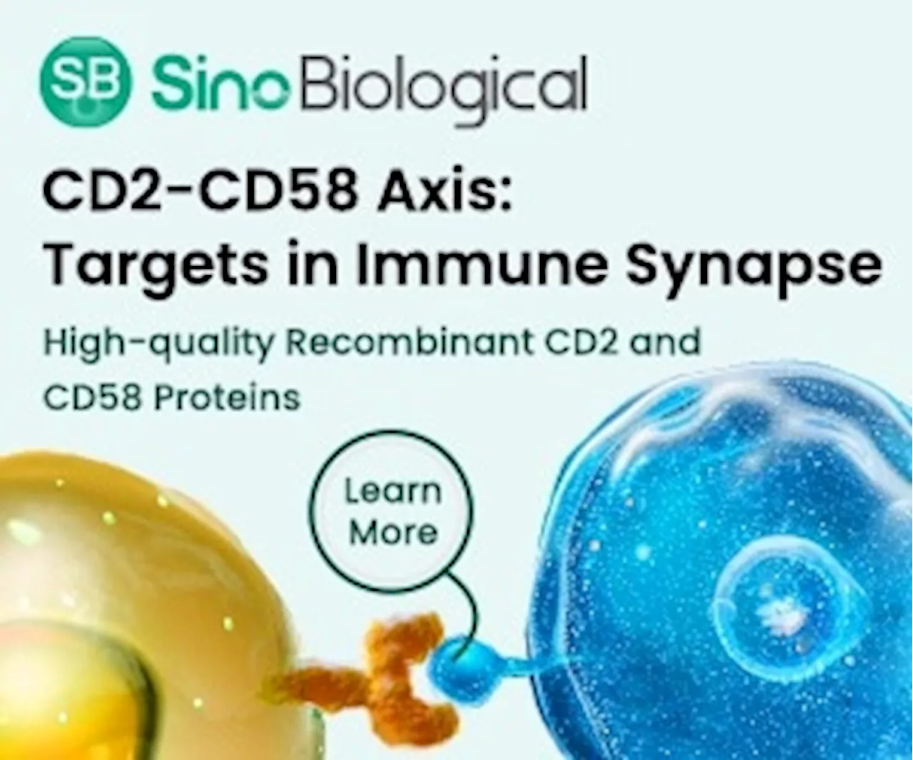 Targeting the CD2-CD58 axis: Advancements in immune synapse modulation and therapeutic strategies