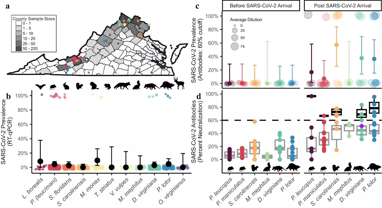 Wildlife species show high SARS-CoV-2 exposure linked to human activity