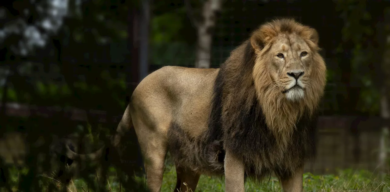 – Dublin Zoo hoping new male lion will soon father cubs