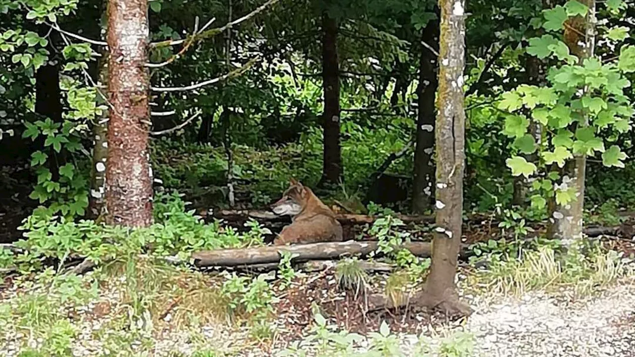 Ist der Wolf im Bezirk Scheibbs angekommen?