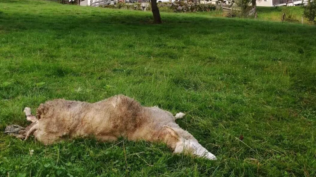 Tote Schafe in Hollenstein waren Wolfsriss