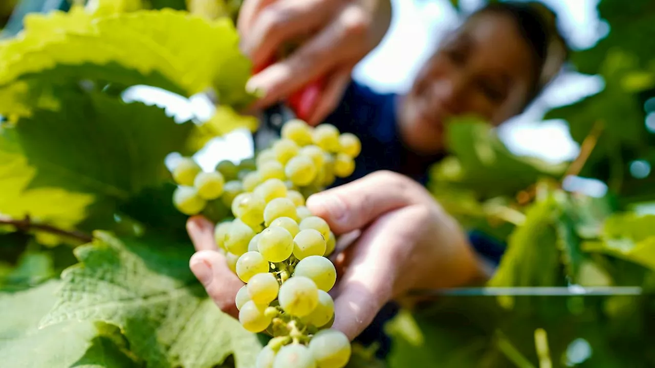 Rheinland-Pfalz & Saarland: Weiterhin Streit um Tradition der Pfälzischen Weinkönigin