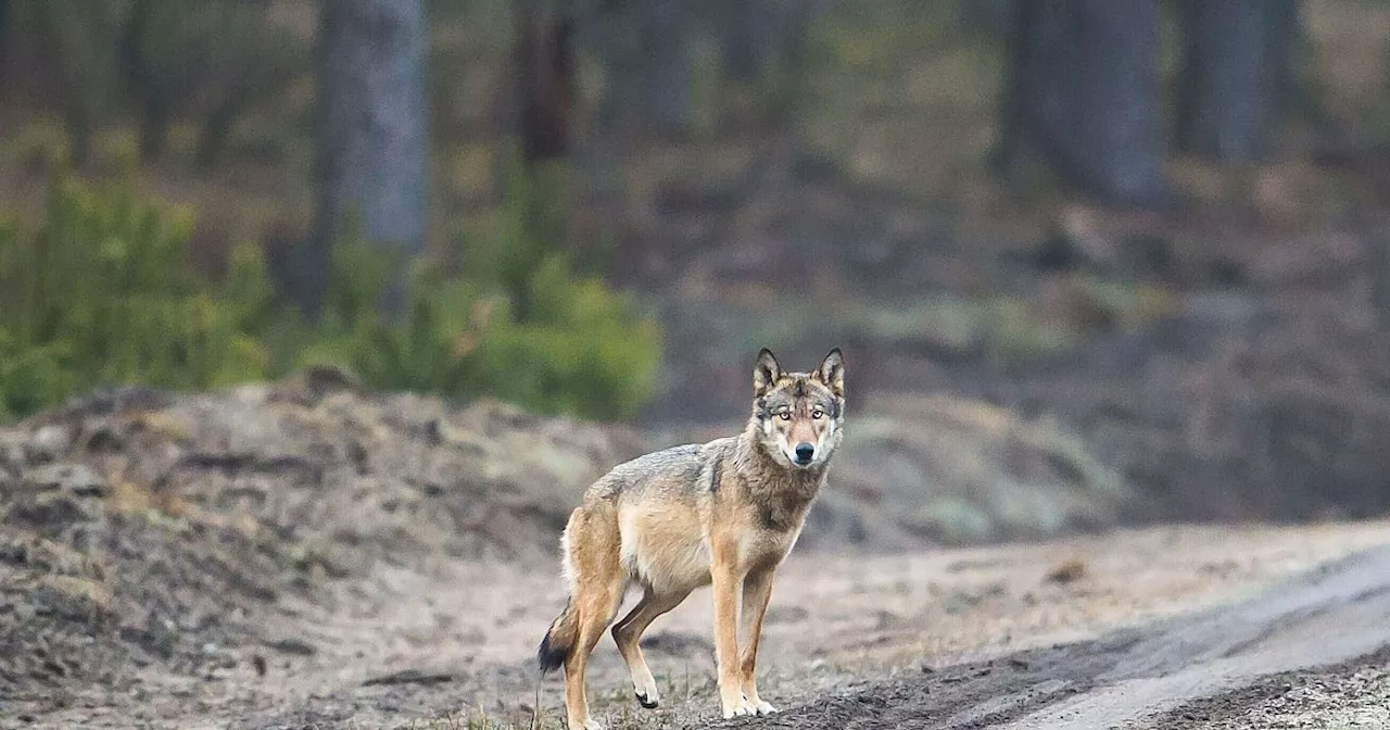 Bad Oeynhausener Jäger mahnt zu sachlichem Umgang mit dem Wolf