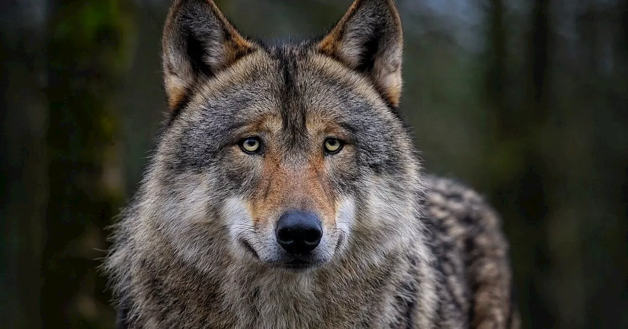 Untersuchung der Behörden sorgt nach Espelkamper Wolfsrissen für Zweifel