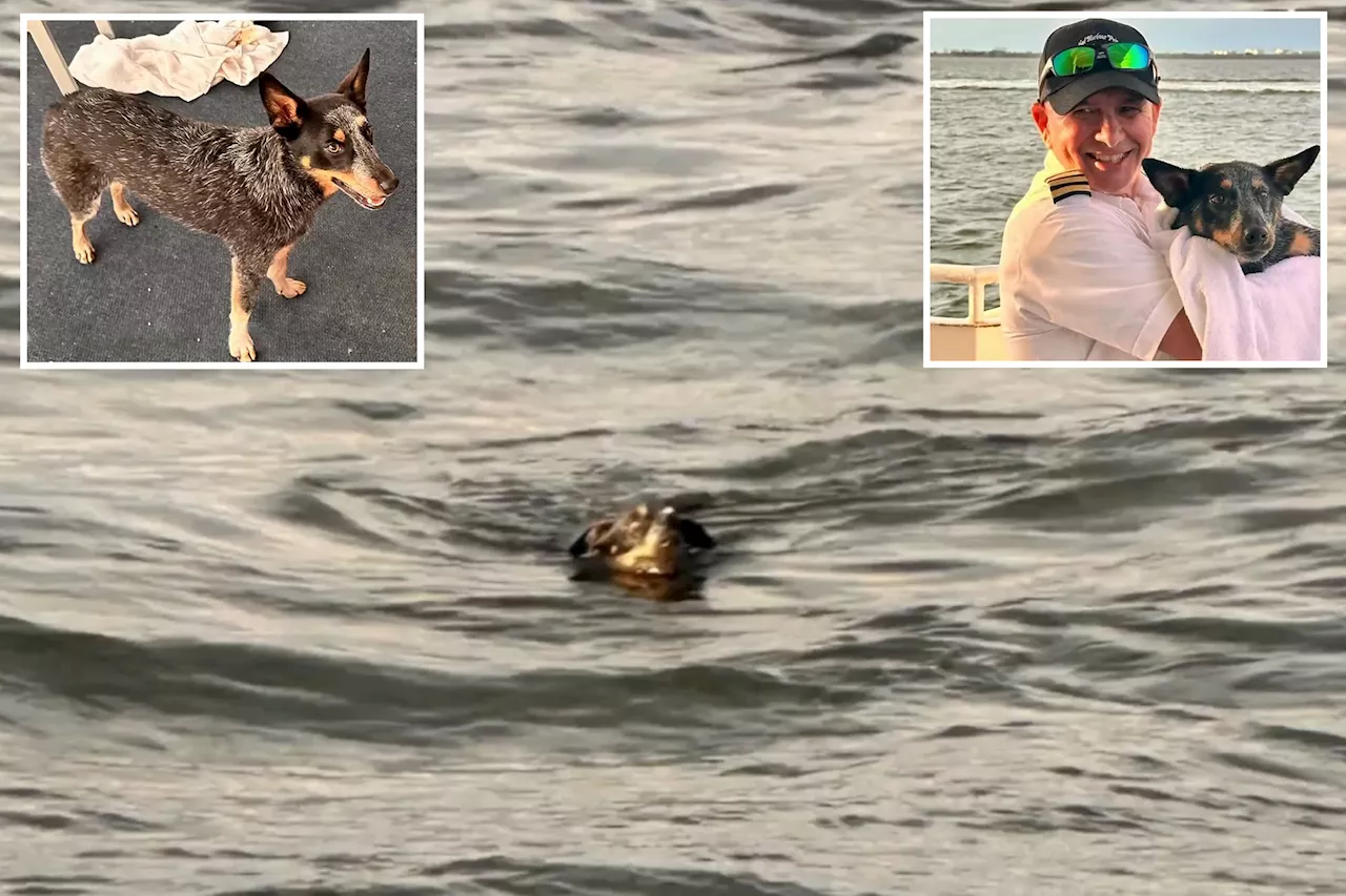 Pooch lost at sea for an hour is found dog paddling for her life more than a mile offshore