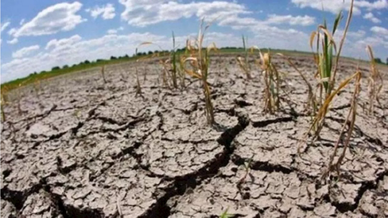 La sequía avanza y genera preocupación en el campo: 'Se agravó la situación' dijo el SMN