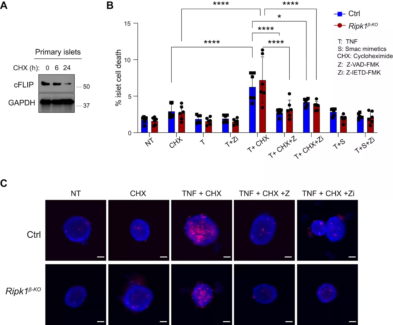 Unique mechanism protects pancreatic cells from inflammation in mice