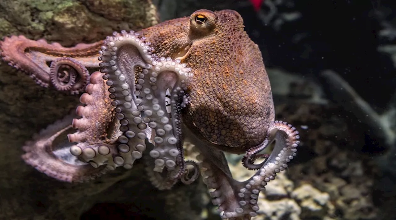 Octopus develops fan base at Mossel Bay's aquarium - SABC News - Breaking news, special reports, world,