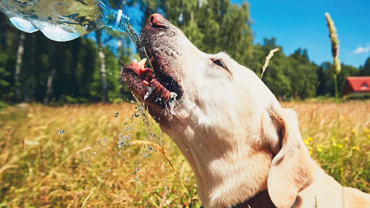 Hitze und Haustier: So schützen Sie Hund, Katze, Vogel und Kaninchen