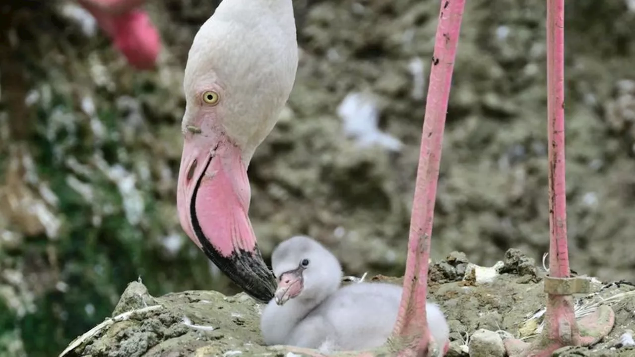 Tiere: Nach Gen-Analyse: Rosaflamingo-Nachwuchs in Münchner Zoo