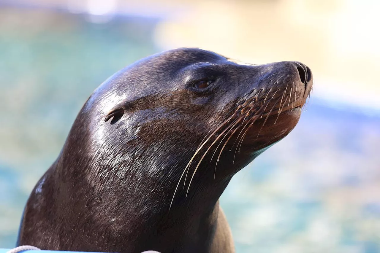 En Afrique du Sud, des otaries malades de la rage