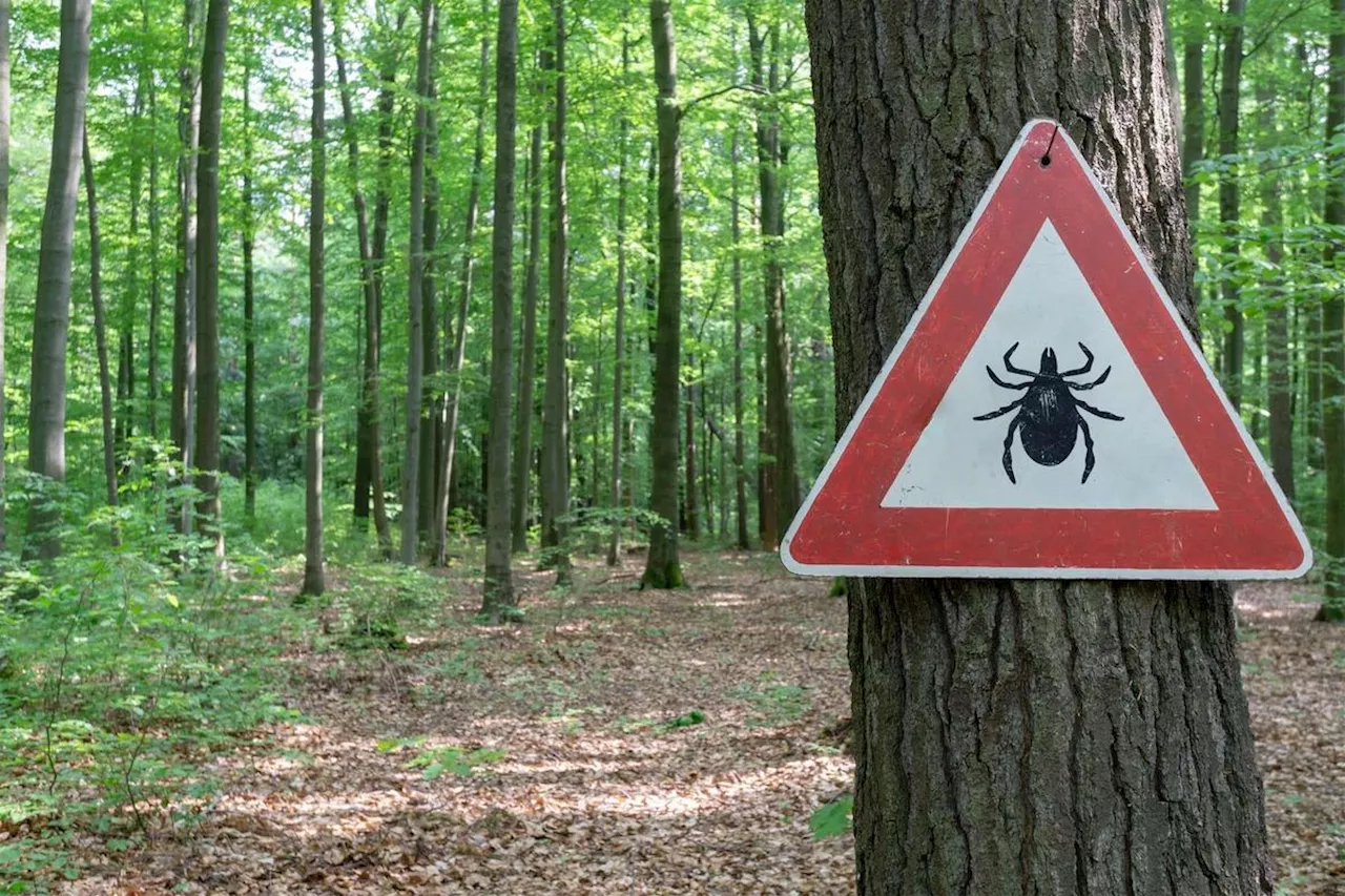 Maladie de Lyme : les gestes essentiels pour passer un été serein