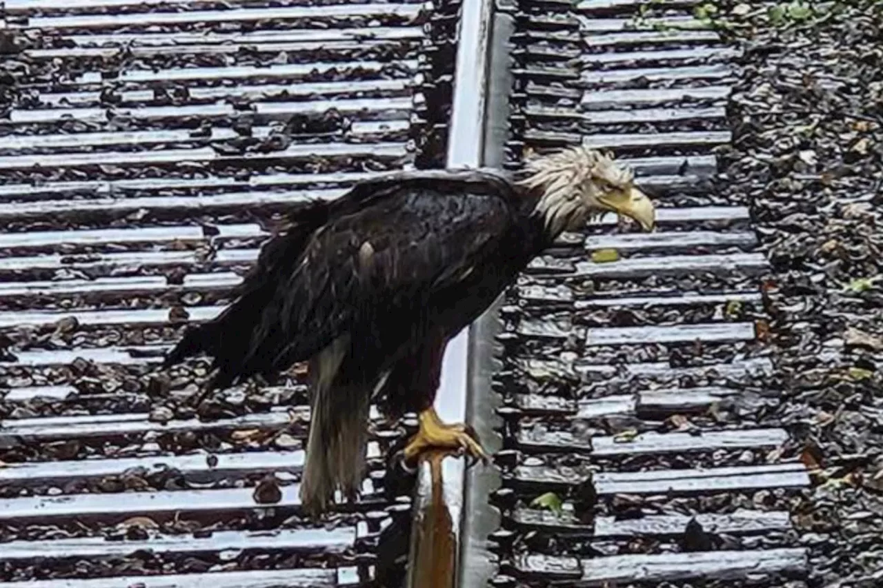 2 eagles rescued in B.C. after getting locked in fight, 1 flies into a scooter