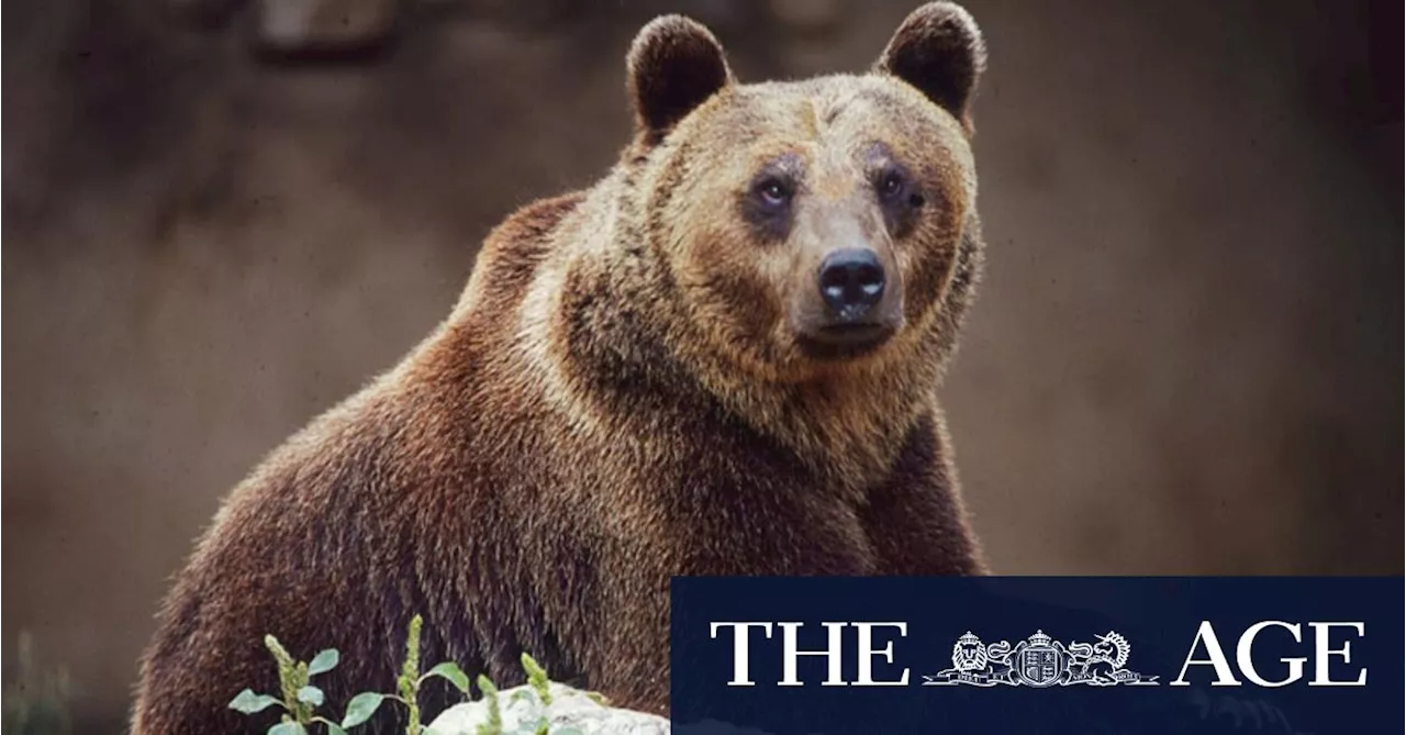 ‘Dangerous specimen’: Killing of bear by Italian authorities spurs backlash