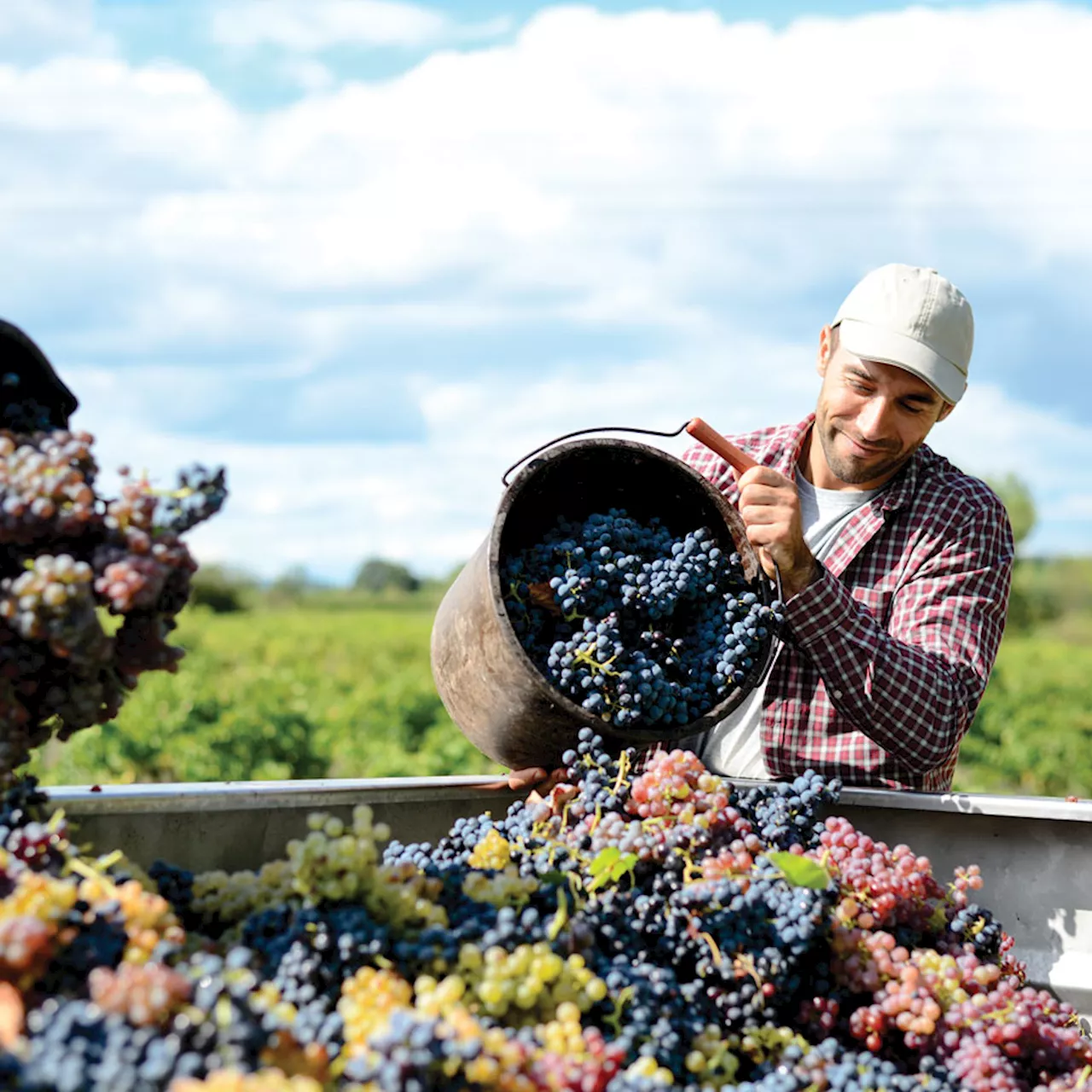 Everything You Need To Know About Vegan Wines – Plus 6 Bottles To Try