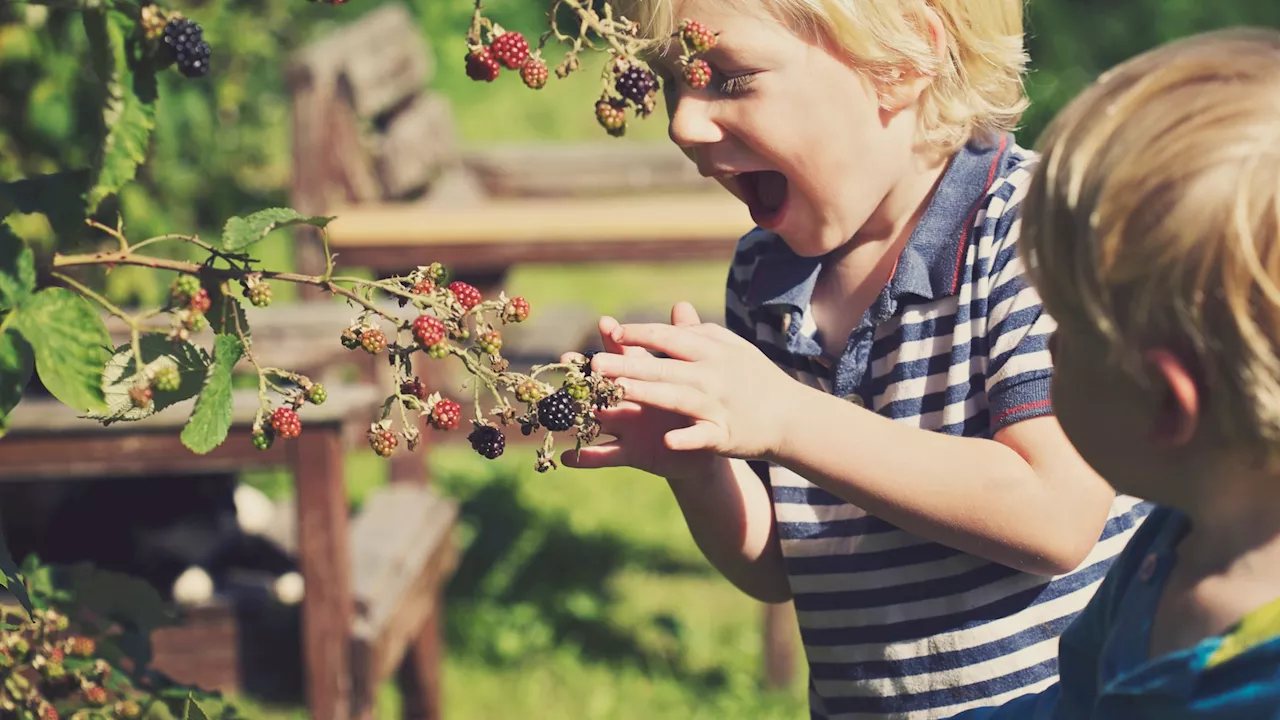 Three fun ideas of what to do with fruits you’ve picked up this summer...