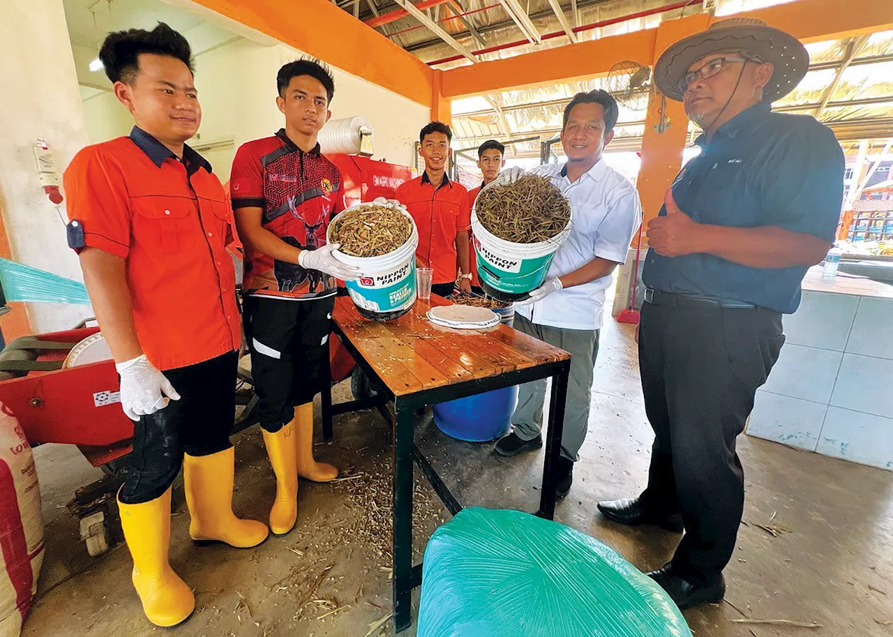 Pelajar KV Pasir Puteh hasilkan silaj untuk ternakan