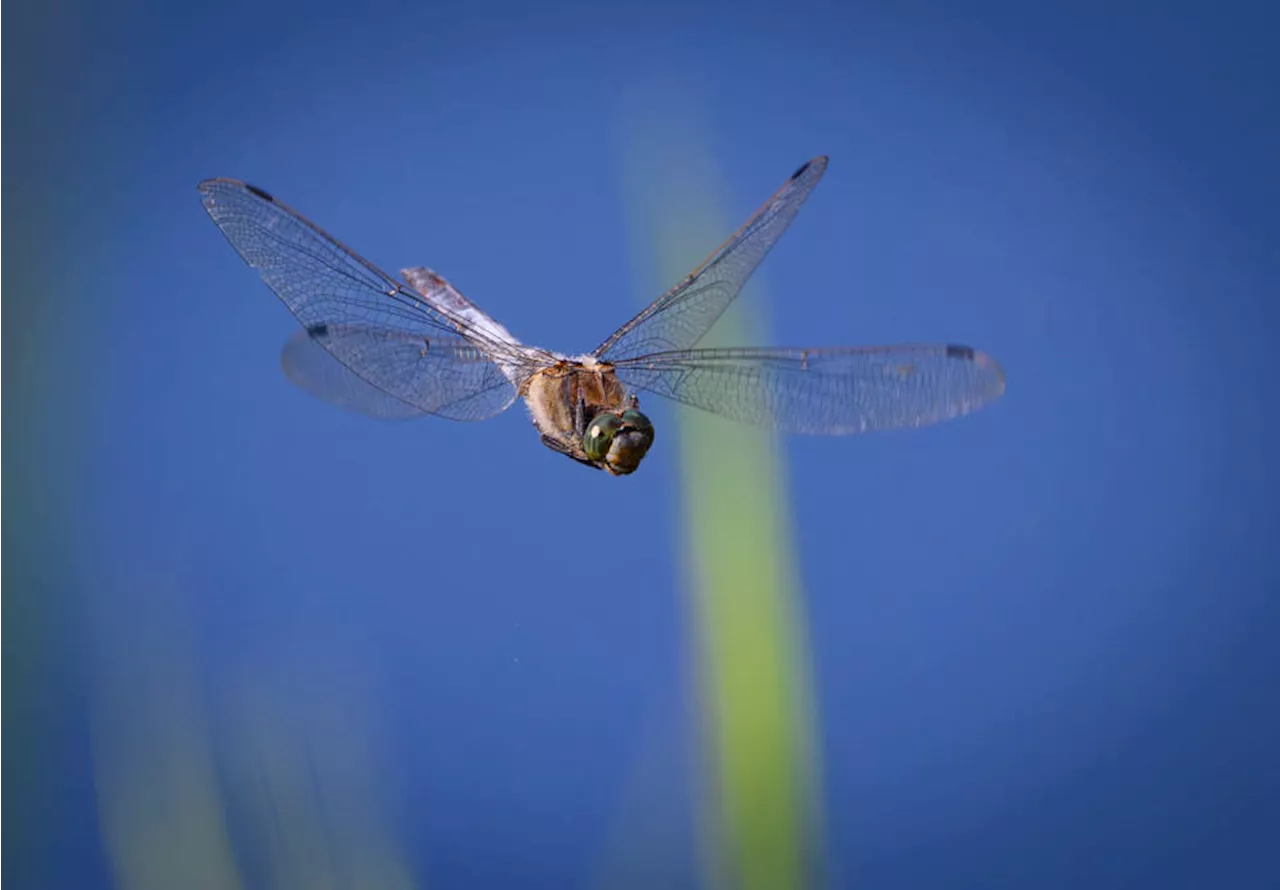 Massive swarms of dragonflies create buzz in Rhode Island