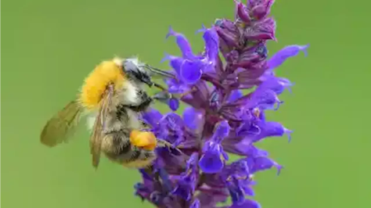 Nabu Bremen ruft zum Insektenzählen auf