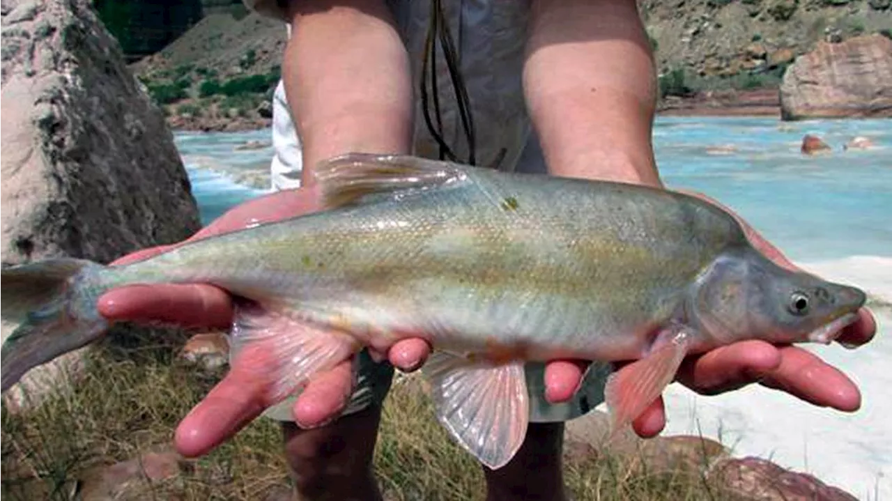 US agency to fight invasive bass threatening humpback chub, other protected fish in Grand Canyon