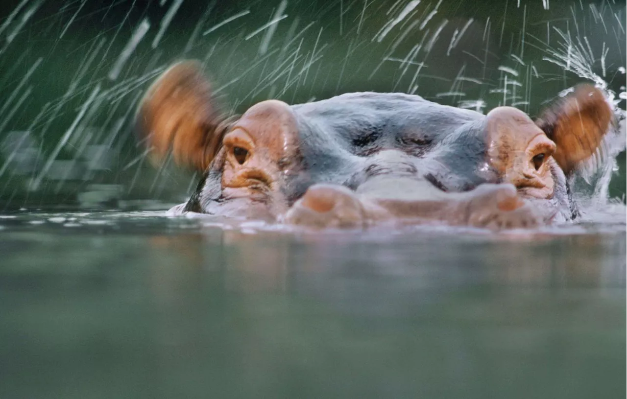 Les hippopotames seraient capables de s’envoler, selon une étude britannique