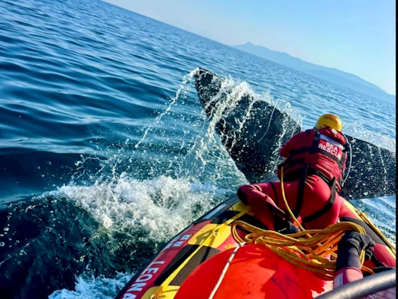 Whale Of A Rescue: Gentle Giant Freed After Being Stuck In Fishing Line Off Hermanus Coast [Video]