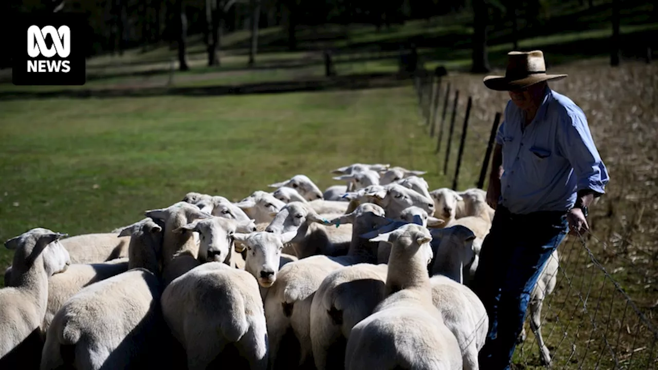 Federal Agriculture Minister Murray Watt keeps door open on increasing support package for live sheep exporters