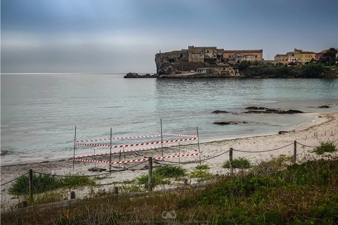 Caretta caretta, terza nidificazione all'isola di Pianosa