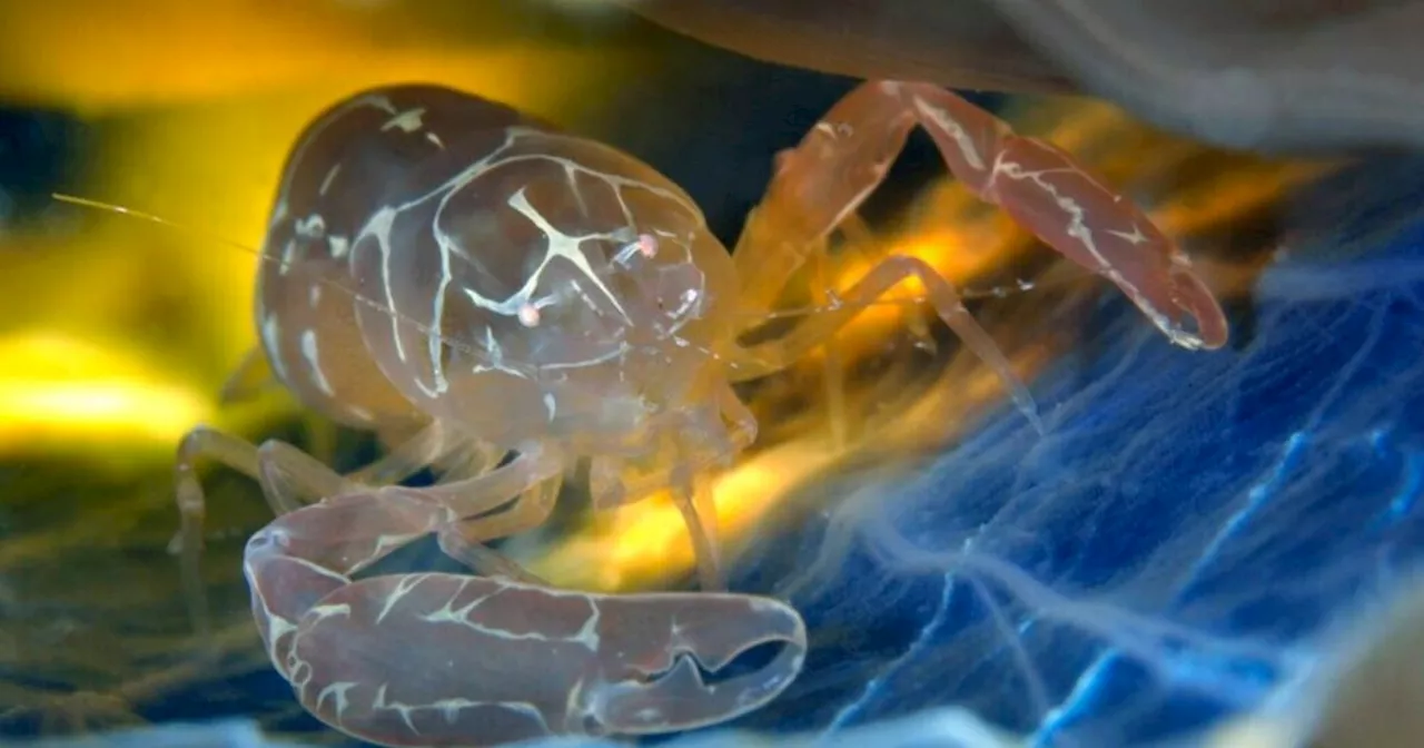 Giornata Internazionale del Mediterraneo, un mare di biodiversità da proteggere