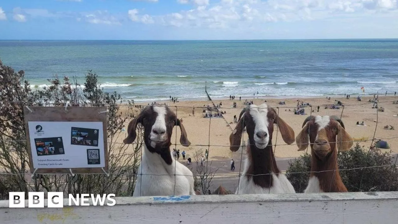 Bournemouth: Plea to call rangers over clifftop goat herd issues