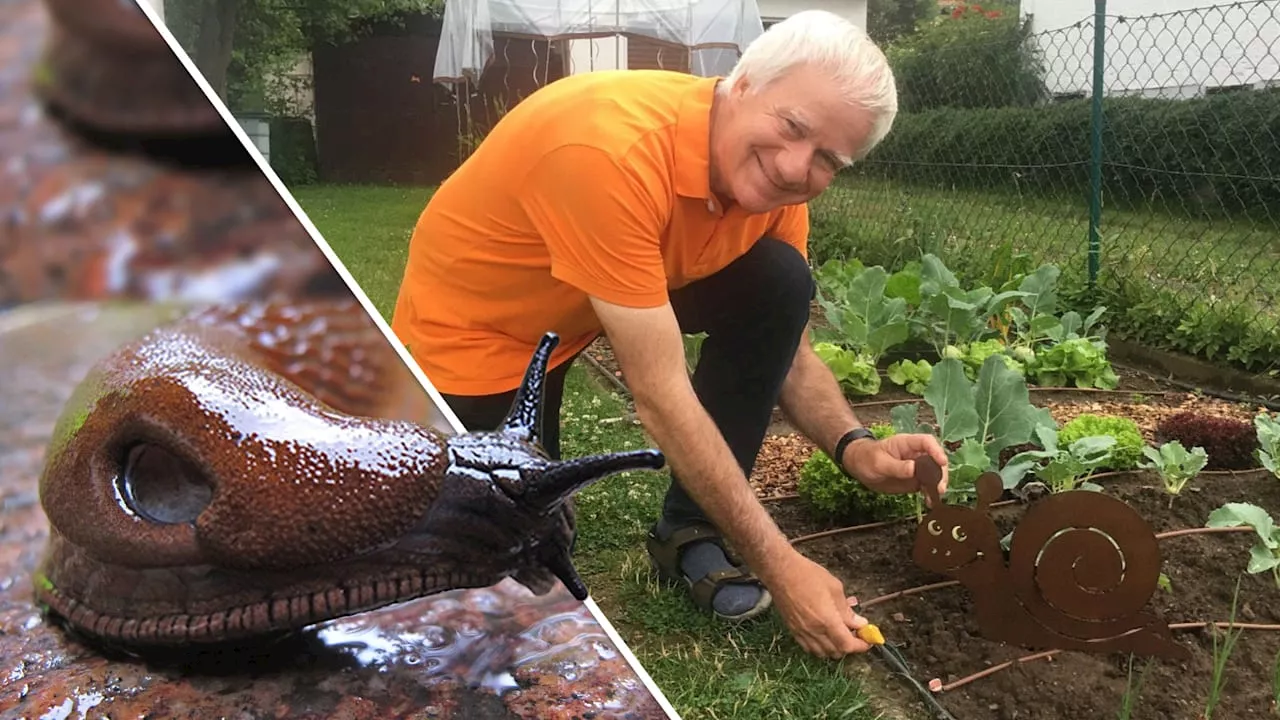 Mann erfindet Weltneuheit: Trick stoppt Schnecken im Garten