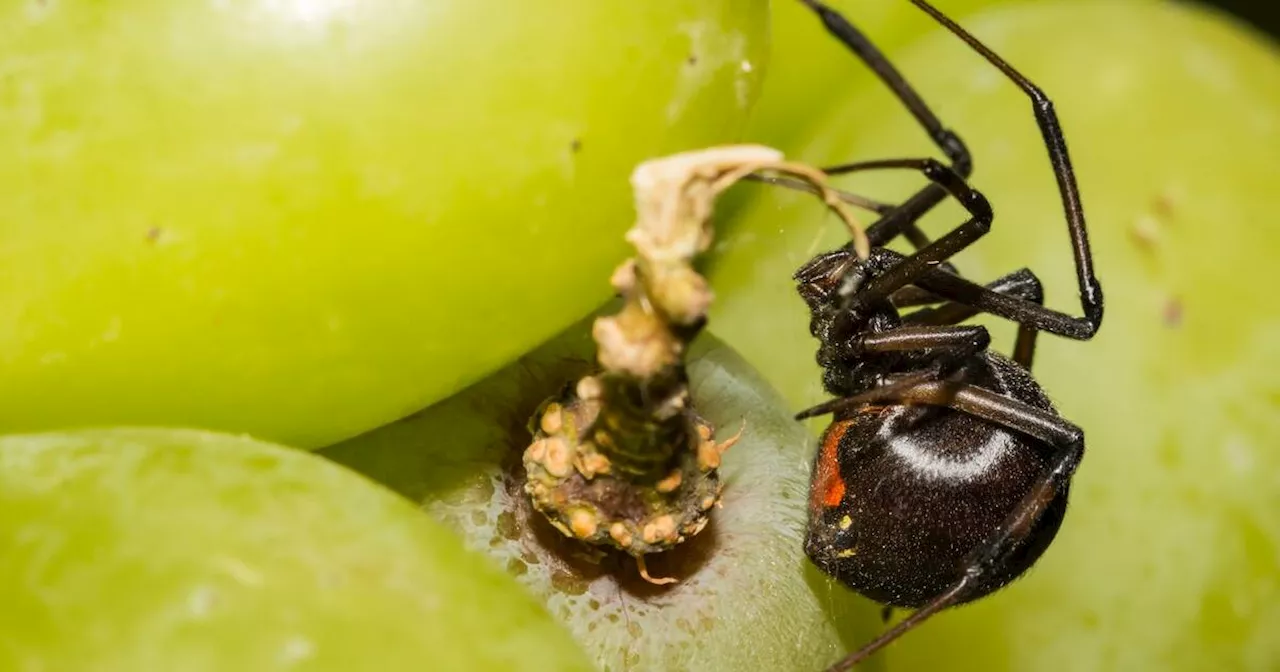 Ontario shopper finds black widow spider in their produce and it's not the first time