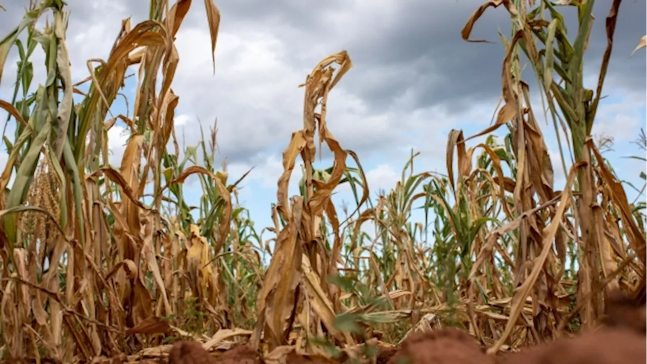 Zimbabwe Gets $32 Million in Drought Insurance From AU Agency