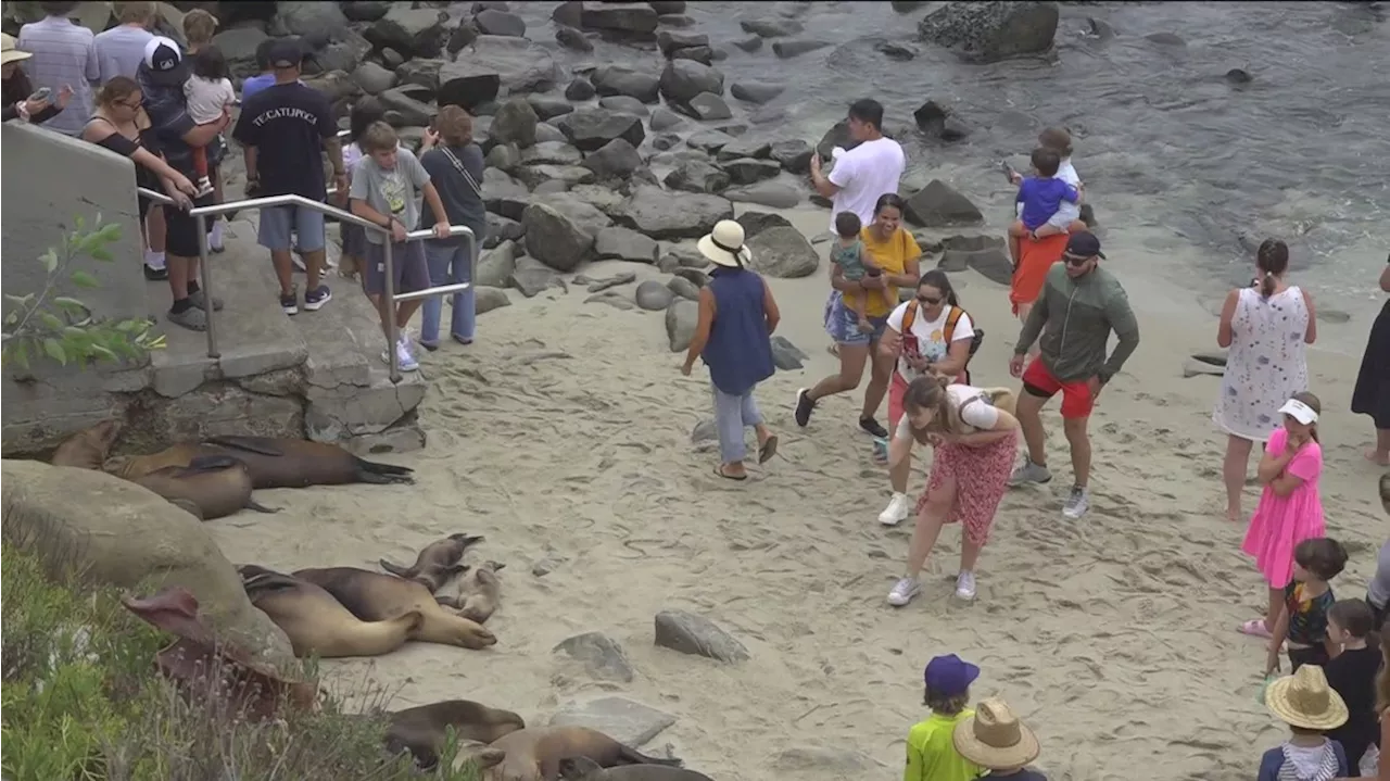 Warning: Keep a safe distance from La Jolla sea lions when visiting San Diego